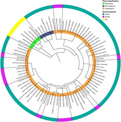 The Diversity and Dynamics of Sex Determination in Dioecious Plants